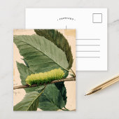 Carte Postale Chenille lunaire | Abbott Handerson Thayer