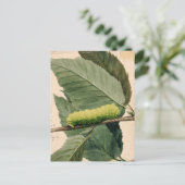 Carte Postale Chenille lunaire | Abbott Handerson Thayer (Debout devant)