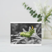 Carte Postale chenille persil noir et blanc (Debout devant)