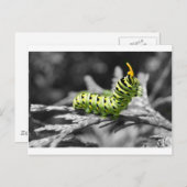 Carte Postale chenille persil noir et blanc (Devant / Derrière)