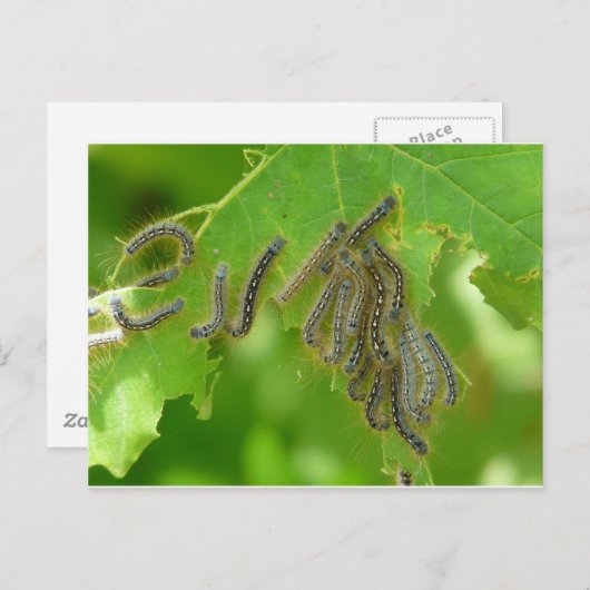 Carte Postale chenilles (Devant / Derrière)