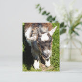 CARTE POSTALE CHÈQUE CUTE (Debout devant)