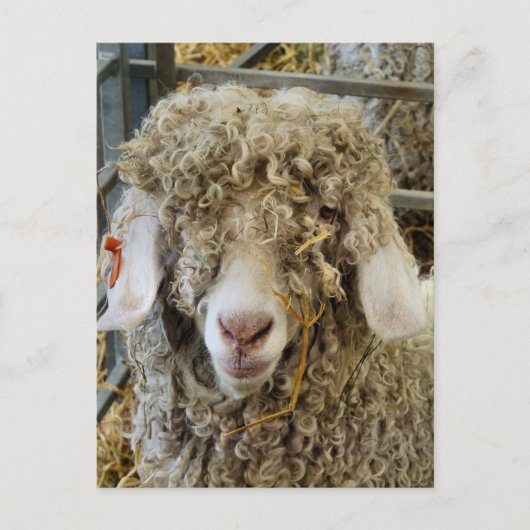 CARTE POSTALE CHÈQUE CUTE (Devant)