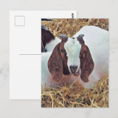 CARTE POSTALE CHÈQUE CUTE (Devant / Derrière)