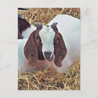 CHÈQUE CUTE