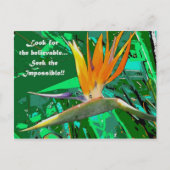 Carte Postale Cherchez... (Devant)