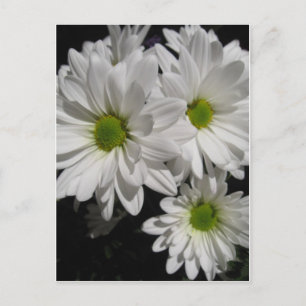 Carte Postale Chères Marguerites