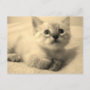 Carte postale chéri de Siamese