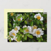 Carte Postale Cherokee Rose (Devant / Derrière)