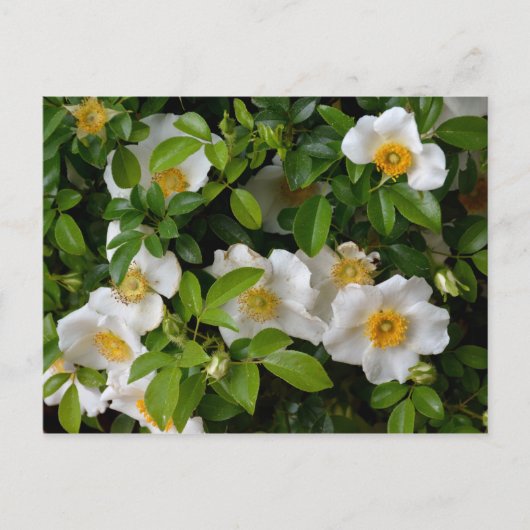Carte Postale Cherokee Rose (Devant)