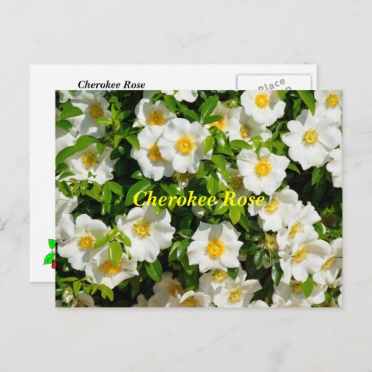 Carte Postale Cherokee Rose (Devant / Derrière)