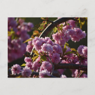 Carte Postale Cherry Blossom 