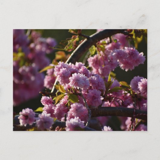 Carte Postale Cherry Blossom  (Devant)