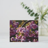 Carte Postale Cherry Blossom  (Debout devant)