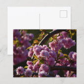 Carte Postale Cherry Blossom  (Devant / Derrière)