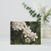 Carte postale Cherry Blossom (Debout devant)