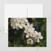 Carte postale Cherry Blossom (Devant / Derrière)