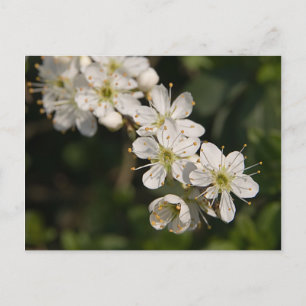 Carte postale Cherry Blossom