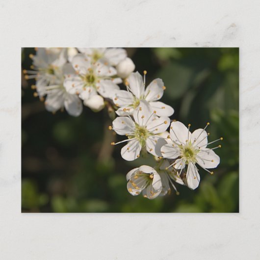 Carte postale Cherry Blossom (Devant)