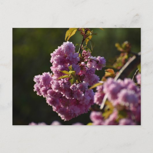 Carte Postale Cherry Blossom  (Devant)