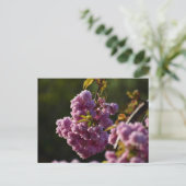 Carte Postale Cherry Blossom  (Debout devant)