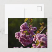 Carte Postale Cherry Blossom  (Devant / Derrière)