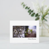 Carte postale Cherry Blossom (Debout devant)