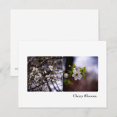 Carte postale Cherry Blossom (Devant / Derrière)