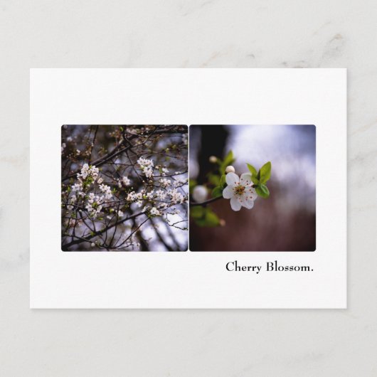 Carte postale Cherry Blossom (Devant)