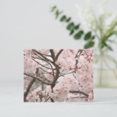 Carte postale Cherry Blossom (Debout devant)