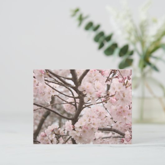 Carte postale Cherry Blossom (Debout devant)