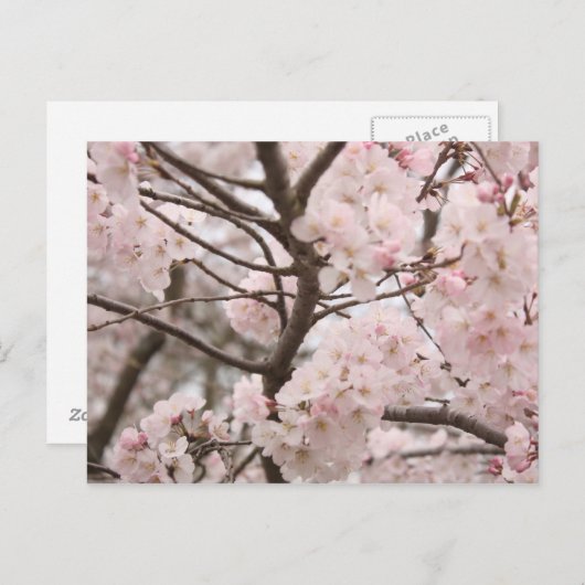 Carte postale Cherry Blossom (Devant / Derrière)