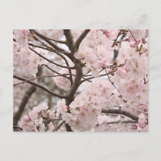 Carte postale Cherry Blossom (Devant)