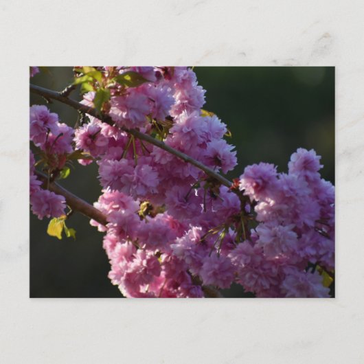 Carte Postale Cherry Blossom  (Devant)