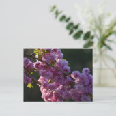 Carte Postale Cherry Blossom  (Debout devant)