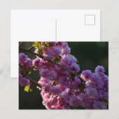 Carte Postale Cherry Blossom  (Devant / Derrière)