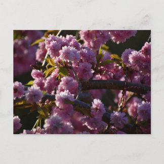 Carte Postale Cherry Blossom 