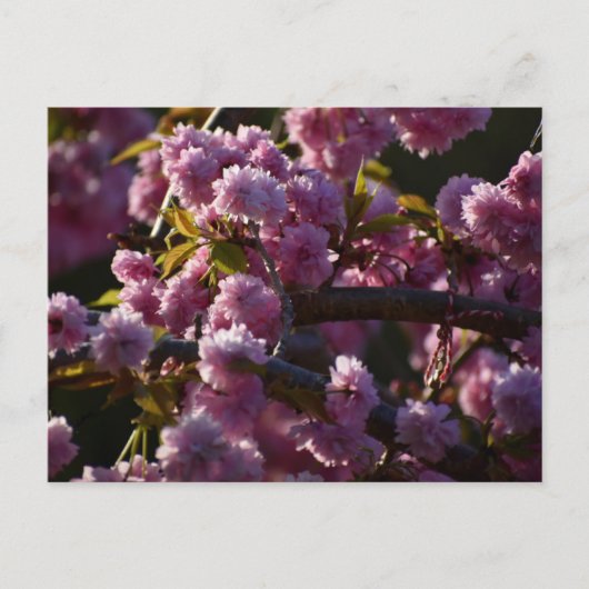 Carte Postale Cherry Blossom  (Devant)