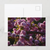 Carte Postale Cherry Blossom  (Devant / Derrière)