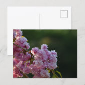 Carte Postale Cherry Blossom  (Devant / Derrière)