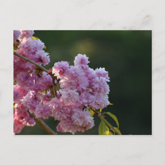 Carte Postale Cherry Blossom 
