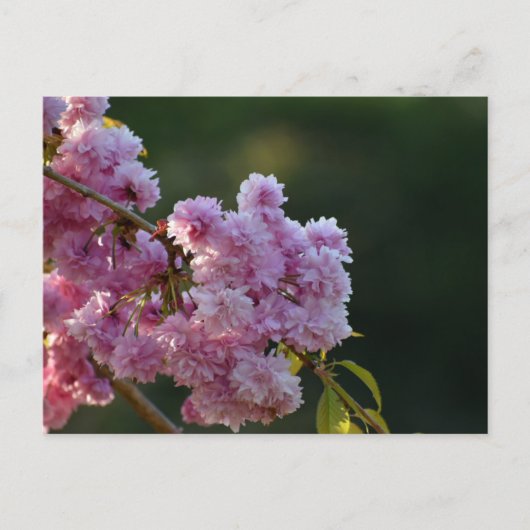 Carte Postale Cherry Blossom  (Devant)
