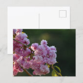 Carte Postale Cherry Blossom  (Devant / Derrière)