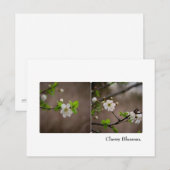 Carte postale Cherry Blossom (Devant / Derrière)