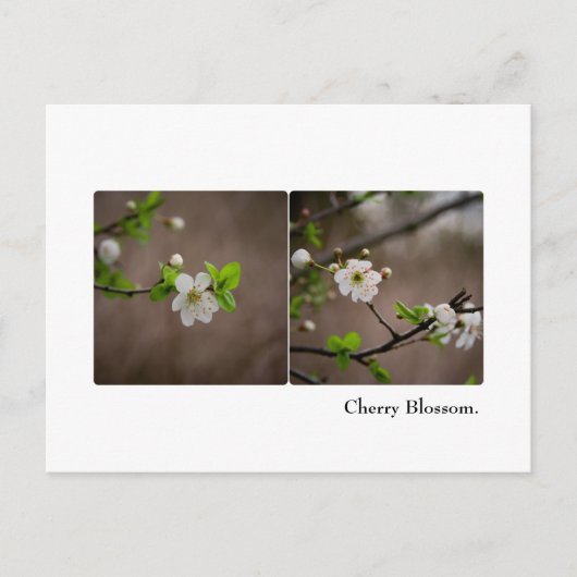 Carte postale Cherry Blossom (Devant)