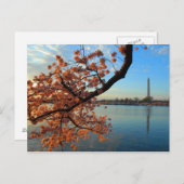Carte Postale Cherry Blossom à Washington D.C. (Devant / Derrière)