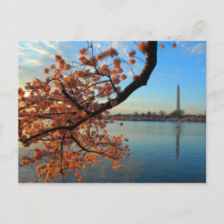 Carte Postale Cherry Blossom à Washington D.C.