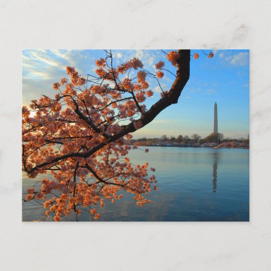 Carte Postale Cherry Blossom à Washington D.C. (Devant)