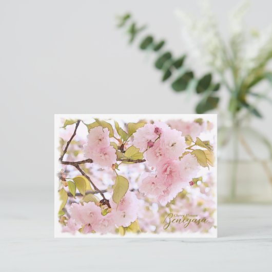 Carte Postale Cherry Blossom "Benigasa" ポストカード (Debout devant)