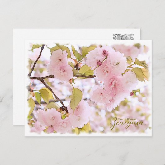 Carte Postale Cherry Blossom "Benigasa" ポストカード (Devant / Derrière)